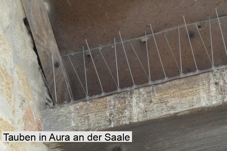 Tauben in Aura an der Saale